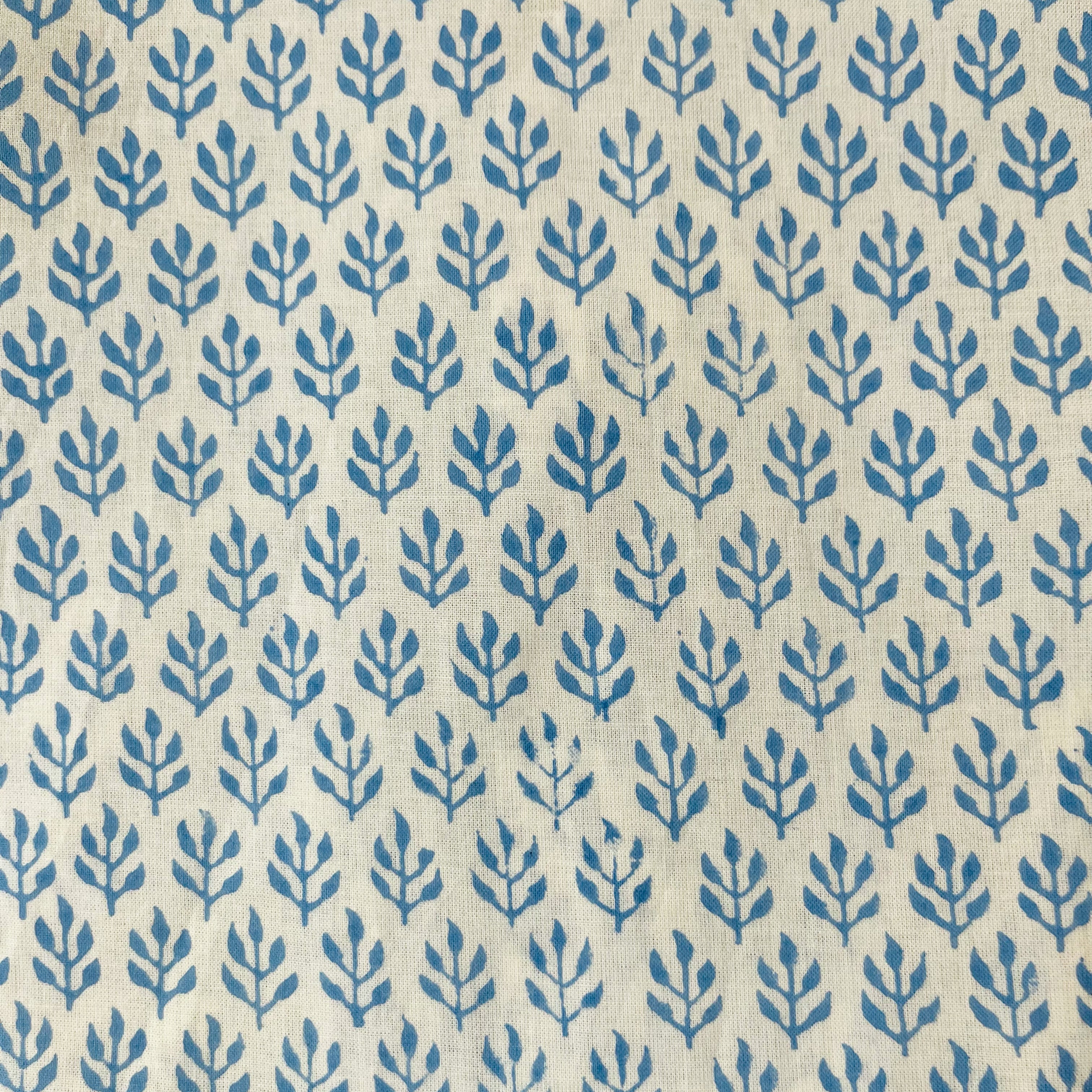 blue_fern_close.jpg