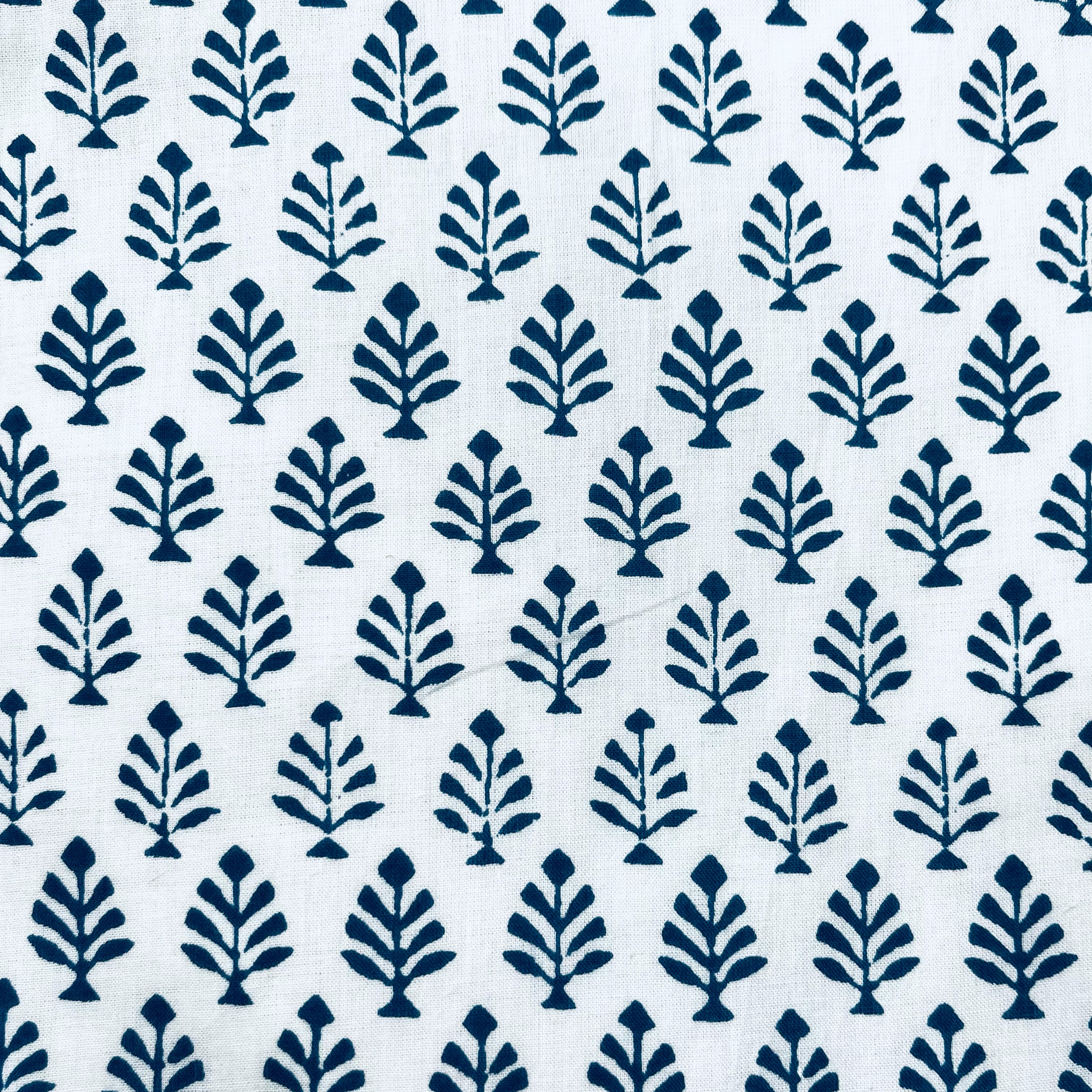 blue_fern_close_ac668637-b422-4c76-8f03-3402b00fa3c5.jpg